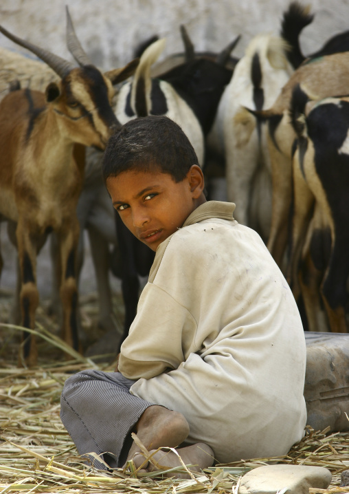 Boy Sitting In Front Of The Goats In A Market, Yemen