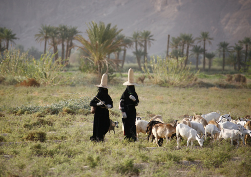 Hadramaut Women Grazing Sheep In A Field, Yemen
