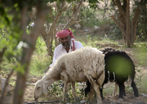 Sheperd In A Field With His Sheep, Marib, Yemen