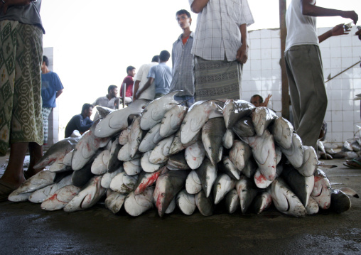 Pile Of Small Sharks In Al Hodeidah Fish Market, Yemen