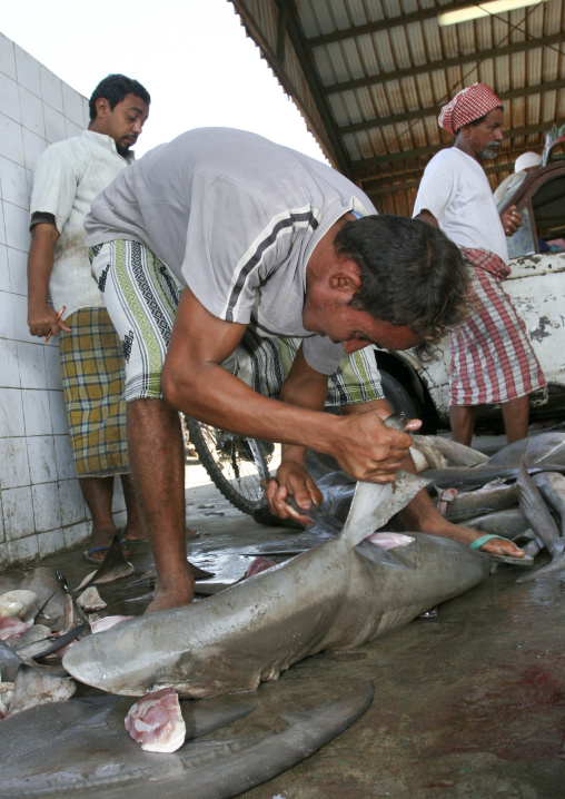 Man Cutting The Fin Of A Shark In Al Hodeidah Fish Market, Yemen