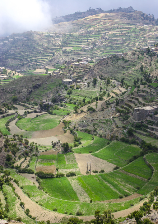 Terraces planted with cereals, Sanaa Governorate, Manakha, Yemen