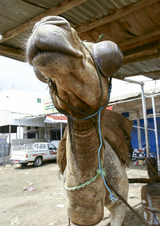 Camel-powered sesame oil press, Al Hudaydah Governorate, Zabid, Yemen