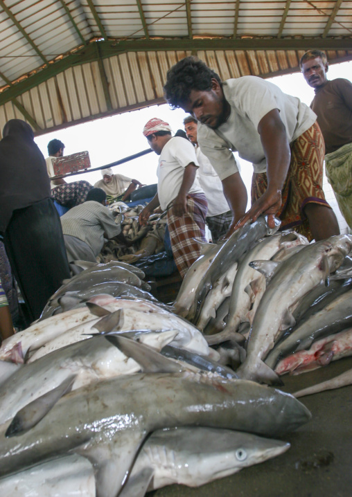 Shark market auction, Al Hudaydah Governorate, Hodeidah, Yemen