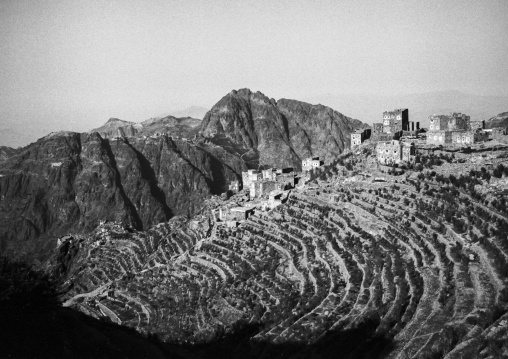 Terraces planted with cereals, Amanat Al-Asemah, Sanaa, Yemen