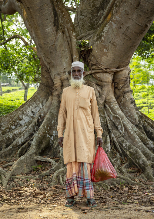 Portrait of an old man with a white beard in front of a banyan tree, Sylhet Division, Kamalganj, Bangladesh