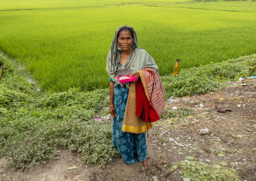 Bangladeshi woman in a paddy field, Chittagong Division, Ashuganj, Bangladesh