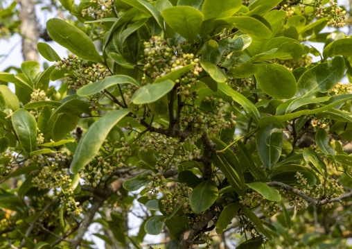 Mangrove in the Sundarbans, Khulna Division, Shyamnagar, Bangladesh