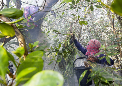 Beekeepers collecting honey from the beehive in the mangrove, Khulna Division, Shyamnagar, Bangladesh