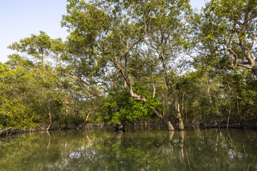 Mangrove in the Sundarbans, Khulna Division, Shyamnagar, Bangladesh