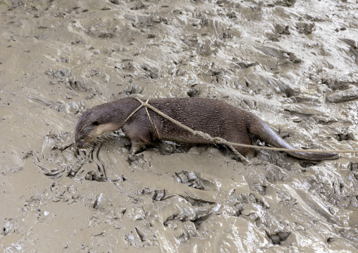 Otter used by fishermen to fish in the river in Sundarbans, Khulna Division, Narail Sadar, Bangladesh
