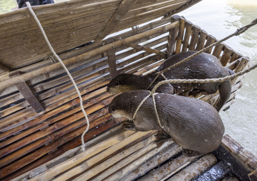 Otter used by fishermen to fish in the river in Sundarbans, Khulna Division, Narail Sadar, Bangladesh