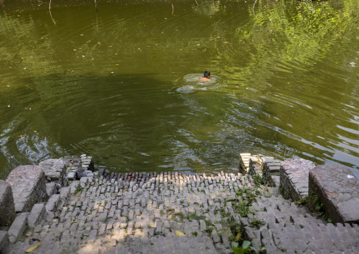 Bangladeshi boy swimming in a pond, Dhaka Division, Munshiganj, Bangladesh