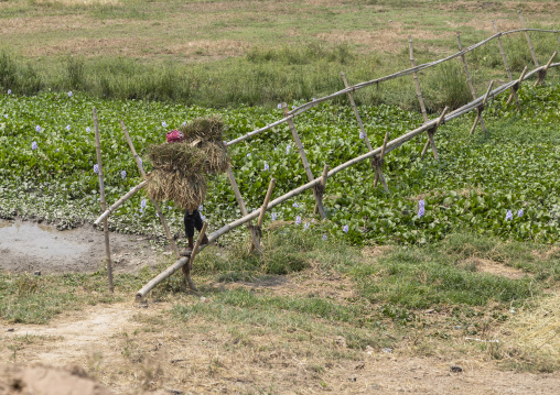 Bangladeshi man harvesting rice, Chittagong Division, Bijoynagar, Bangladesh