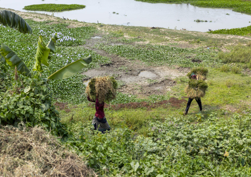 Bangladeshi men harvesting rice, Chittagong Division, Bijoynagar, Bangladesh