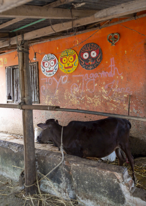 Sacred cow in Sri Jagannatha Temple managed by Krishna worshippers, Chittagong Division, Comilla, Bangladesh