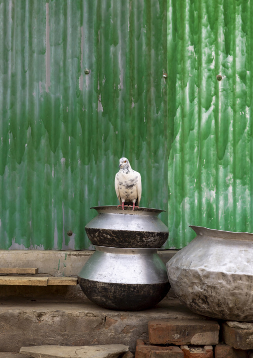 Pigeon on a metal bowl against a green house, Chittagong Division, Bandarban, Bangladesh
