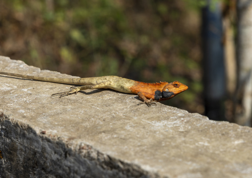Calotes versicolore lizard on a wall, Chittagong Division, Rowangchhari, Bangladesh