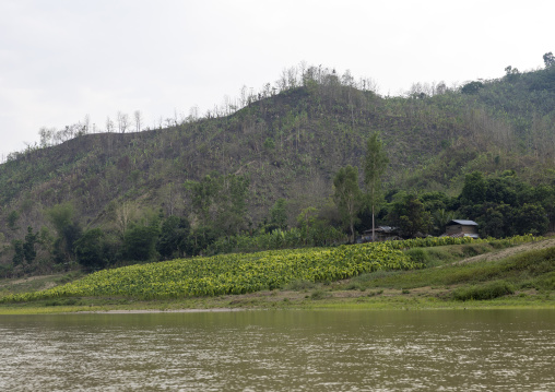 Tobacco crops on the banks of a river, Chittagong Division, Rowangchhari, Bangladesh