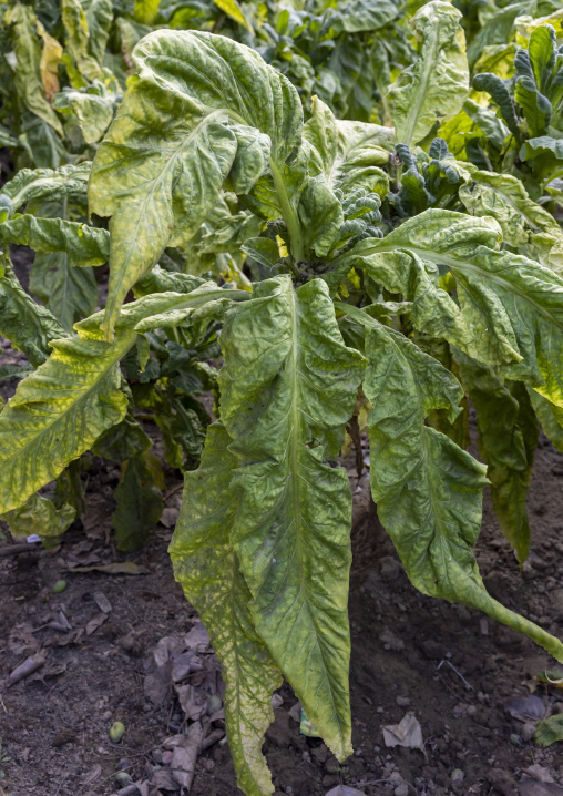 Tobacco leaves, Chittagong Division, Rowangchhari, Bangladesh