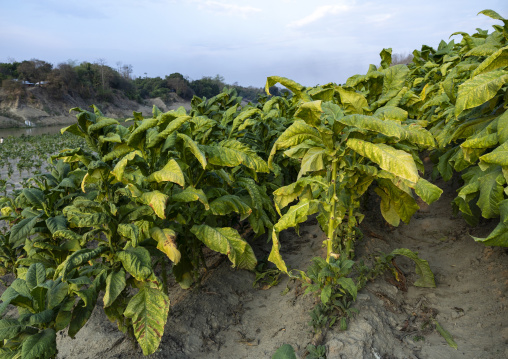 Tobacco crops, Chittagong Division, Rowangchhari, Bangladesh