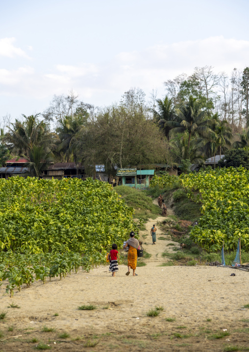 People crossing tobacco crops, Chittagong Division, Rowangchhari, Bangladesh