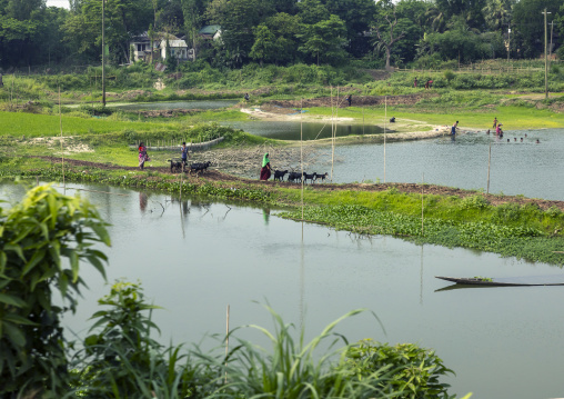 Bangladeshi people with their goats on a riverbank, Dhaka Division, Shivalaya, Bangladesh