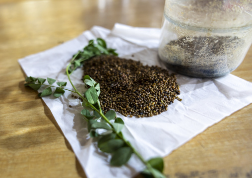 Indigo leaves and seeds in Living Blue company, Rangpur Division, Goalpara, Bangladesh