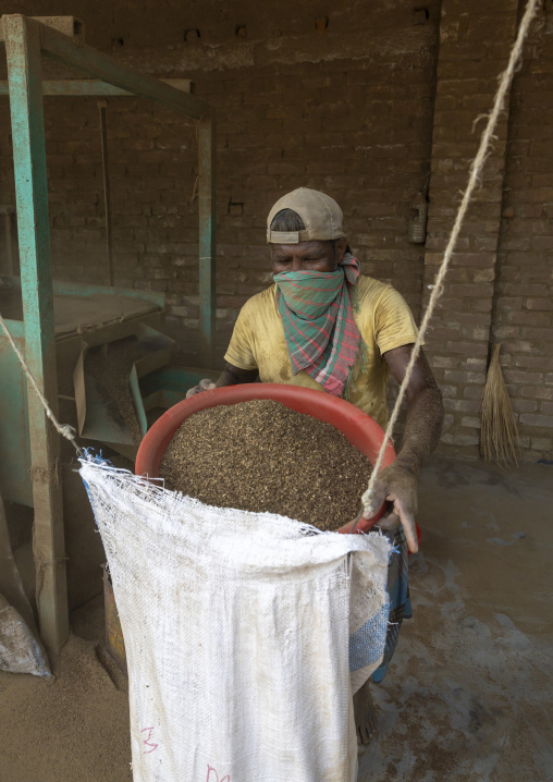 Bangladeshi worker putting dried tobacco leaves in grinder, Rangpur Division, Rangpur, Bangladesh