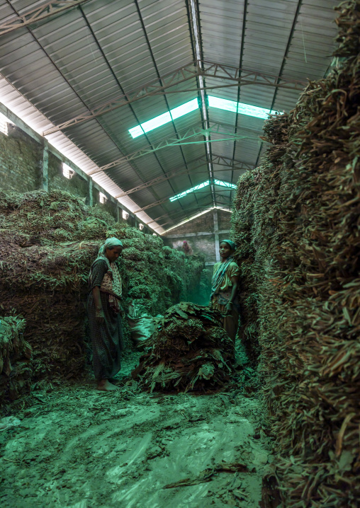 Workers arranging dried tobacco leaves in a warehouse, Rangpur Division, Rangpur, Bangladesh