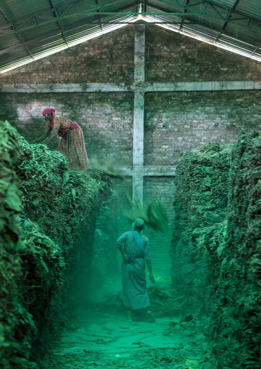 Workers arranging dried tobacco leaves in a warehouse, Rangpur Division, Rangpur, Bangladesh