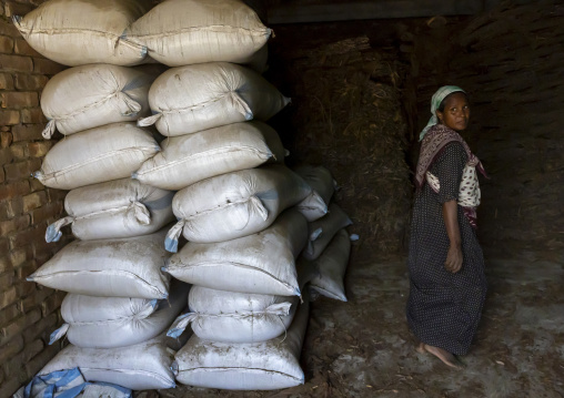 Worker packing dried tobacco leaves in a warehouse, Rangpur Division, Rangpur, Bangladesh