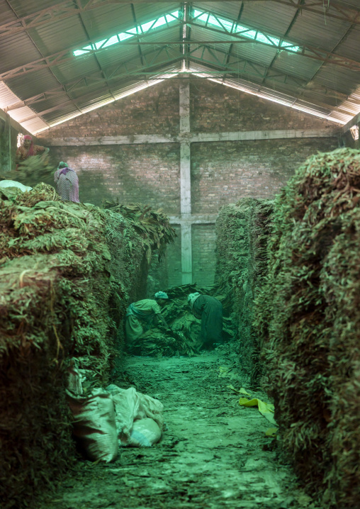 Workers arranging dried tobacco leaves in a warehouse, Rangpur Division, Rangpur, Bangladesh