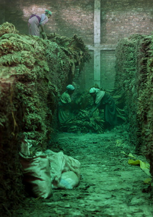 Workers arranging dried tobacco leaves in a warehouse, Rangpur Division, Rangpur, Bangladesh