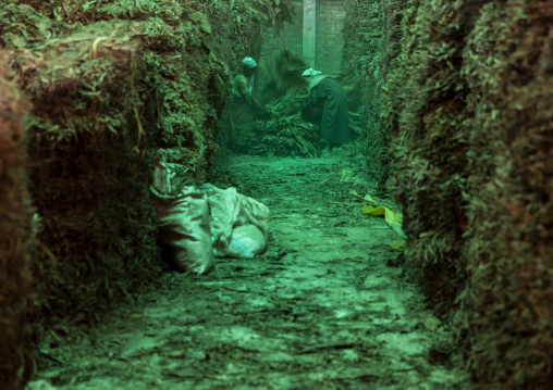 Workers arranging dried tobacco leaves in a warehouse, Rangpur Division, Rangpur, Bangladesh