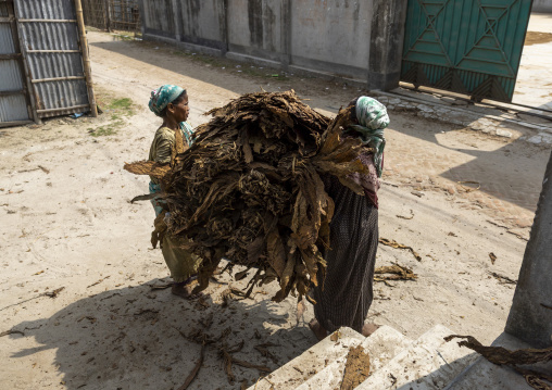 Workers women moving dried tobacco leaves, Rangpur Division, Rangpur, Bangladesh