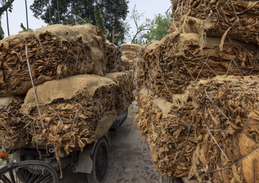 Stacked tobacco leaves, Rangpur Division, Rangpur, Bangladesh