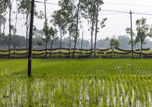 Tobacco leaves hanged to dry them, Rangpur Division, Rangpur, Bangladesh