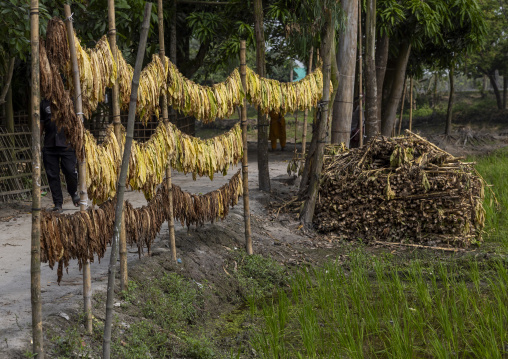 Dried tobacco leaves, Rangpur Division, Rangpur, Bangladesh