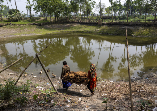 Bangladeshi couple carrying dried tobacco leaves, Rangpur Division, Rangpur, Bangladesh