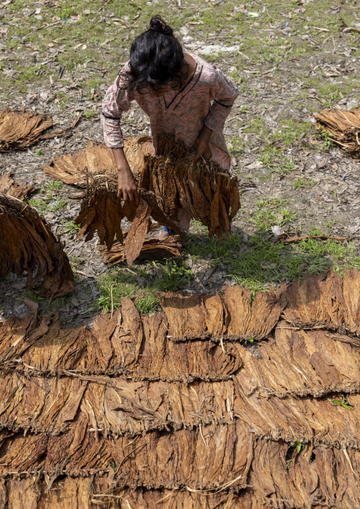 Bangladeshi girl putting tobacco leaves on the floor to dry, Rangpur Division, Rangpur, Bangladesh