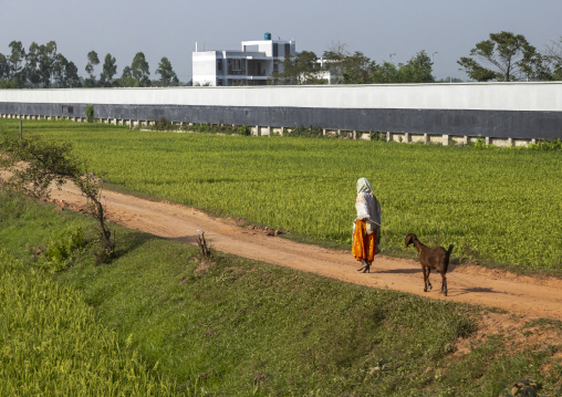 Bangladeshi woman with a goat along a big modern factory, Rangpur Division, Taraganj, Bangladesh
