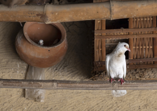Pigeons in a pottery inside a house, Rajshahi Division, Tanore, Bangladesh