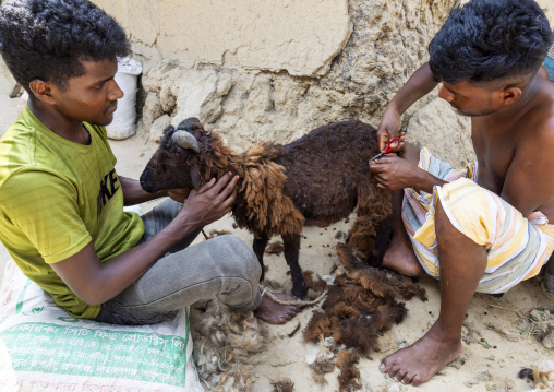 Christian men from Santal ethnic group shearing a sheep, Rajshahi Division, Tanore, Bangladesh