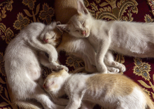 Cats sleeping all together on a carpet, Rajshahi Division, Natore, Bangladesh