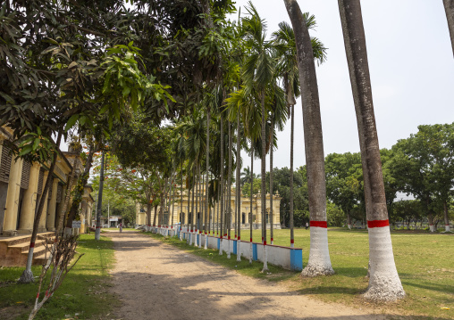 Alley  with palm trees in Natore Rajbari, Rajshahi Division, Natore, Bangladesh