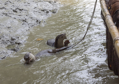 Bangladeshi fishermen use otters to fish in the Sundarbans, Khulna Division, Narail, Bangladesh