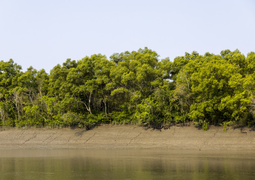 Vegetation on the riverbank, Khulna Division, Mongla, Bangladesh