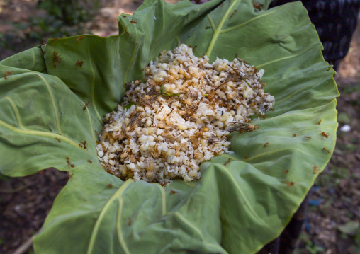 Ants larvae on a leaf collected, Khulna Division, Bagerhat, Bangladesh