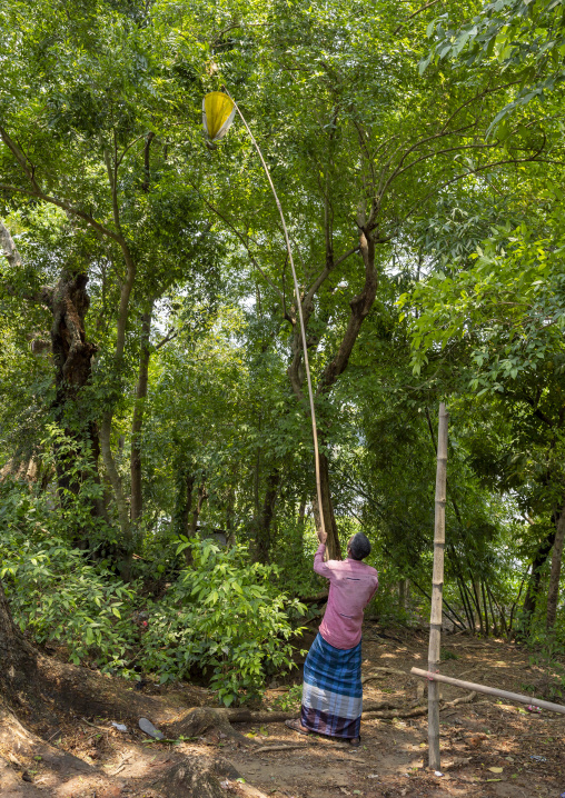 Bangladeshi man collecting ant larvae in nest in the trees, Khulna Division, Bagerhat, Bangladesh